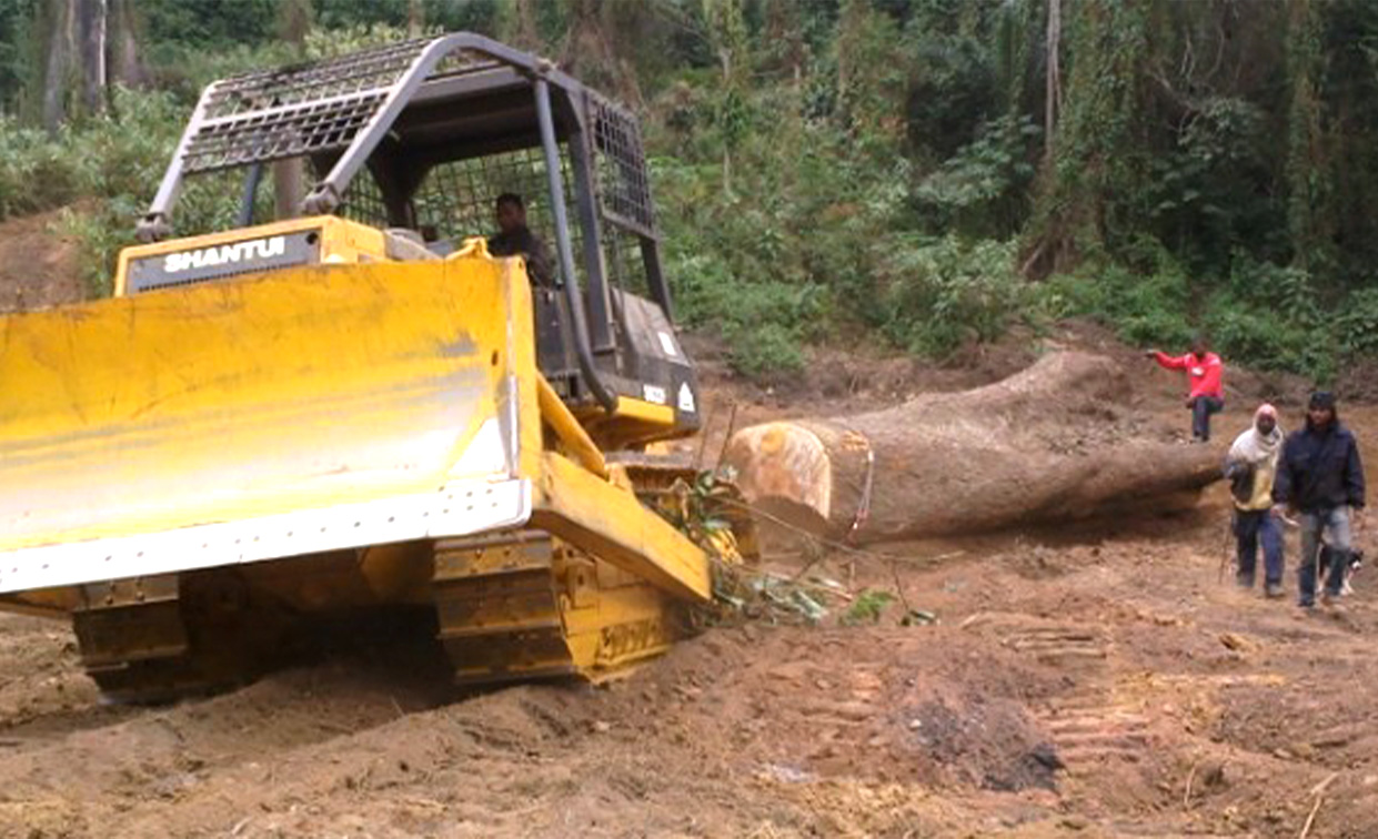 La excavadora Shantui SD22F trabaja en el bosque para la tala de madera en Argentina.